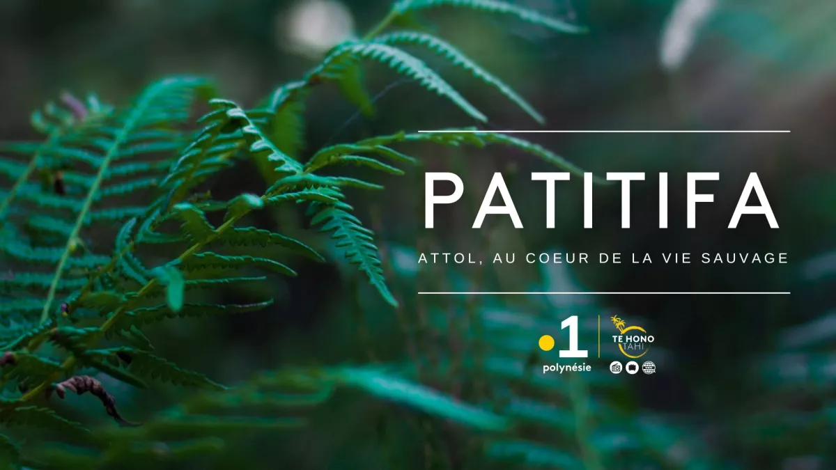 PATITIFA : Attol, au coeur de la vie sauvage.