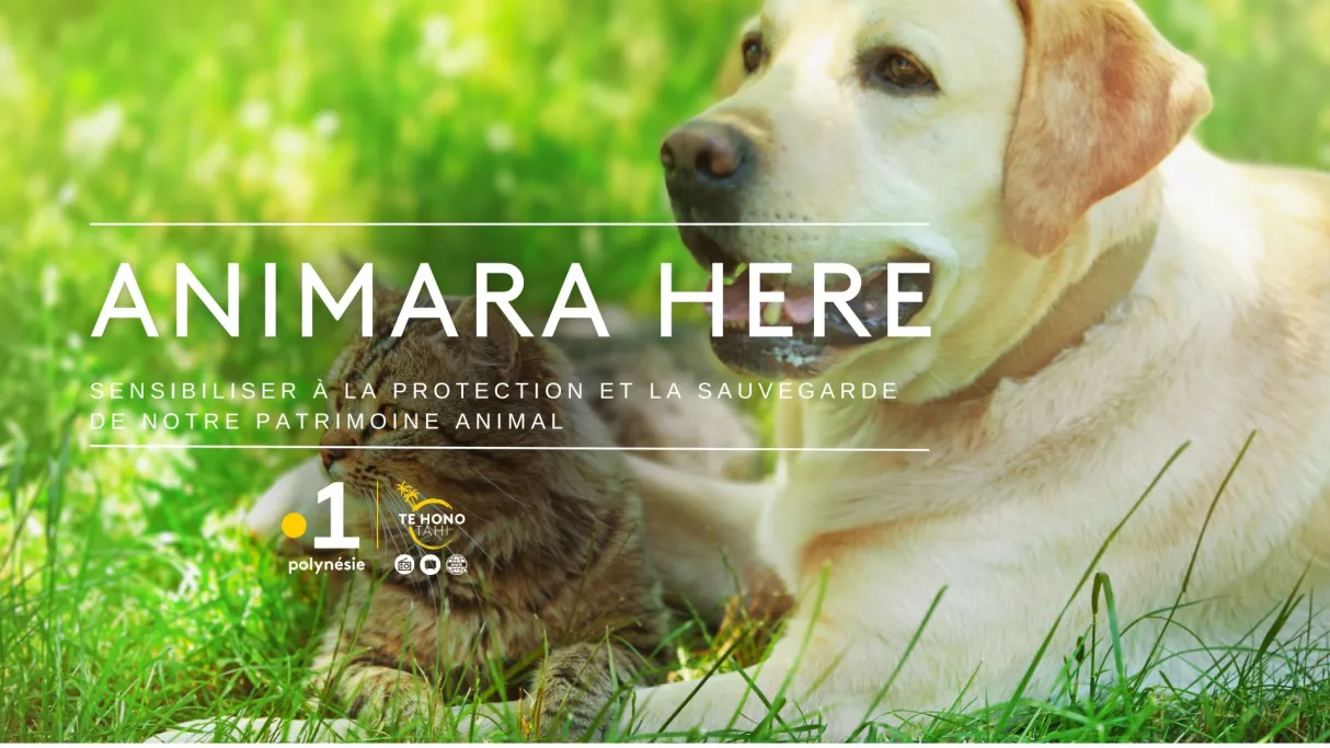 Animara here | FranceTvPro.fr