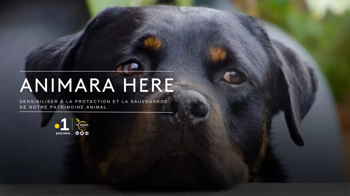 Animara here | FranceTvPro.fr