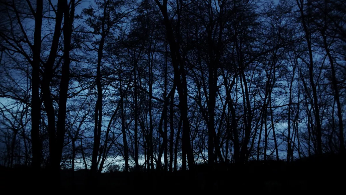 doc je suis allergique aux fraises foret de nuit