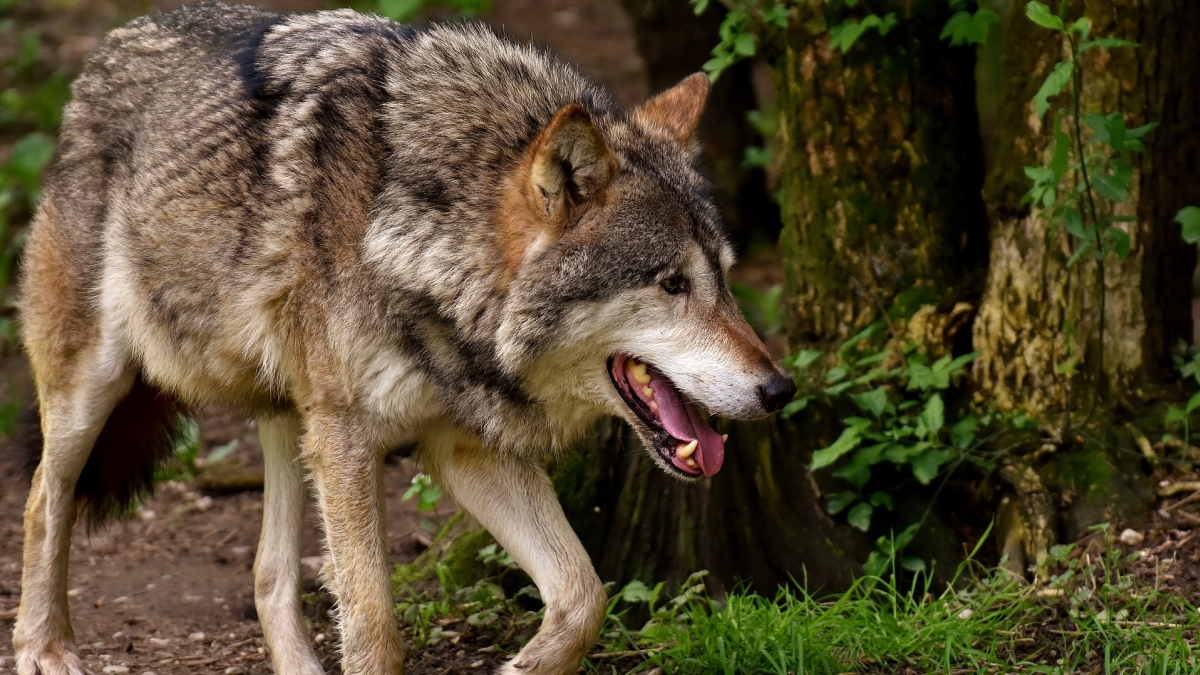 Loup