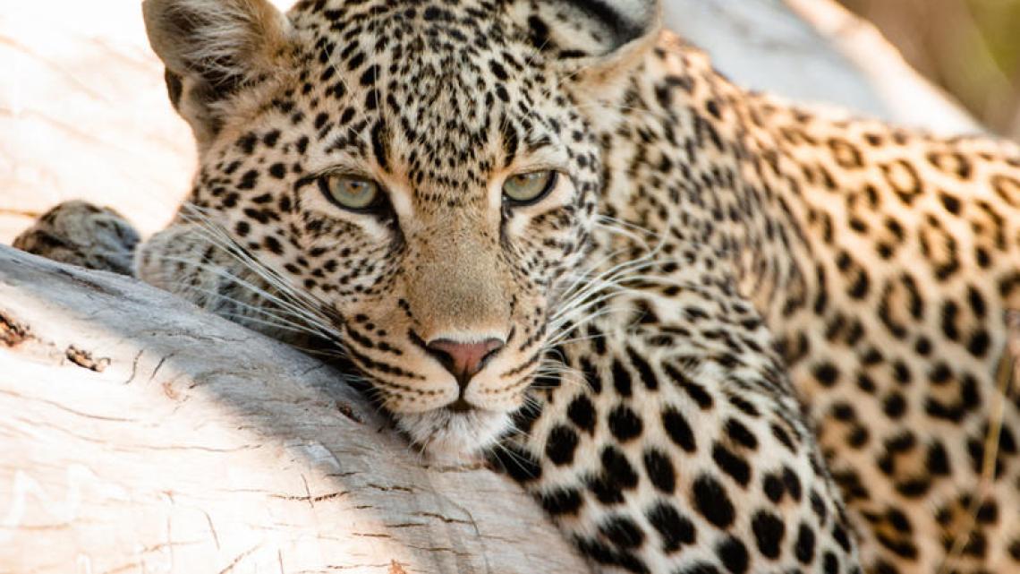 Afrique du Sud, la piste du léopard
