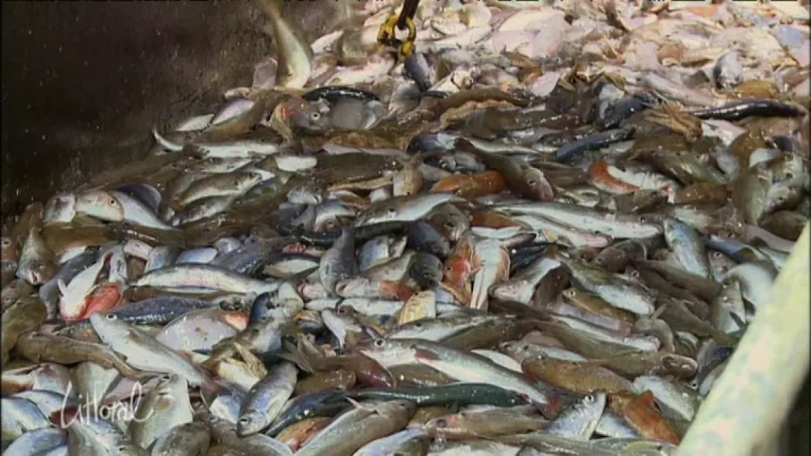 poissons