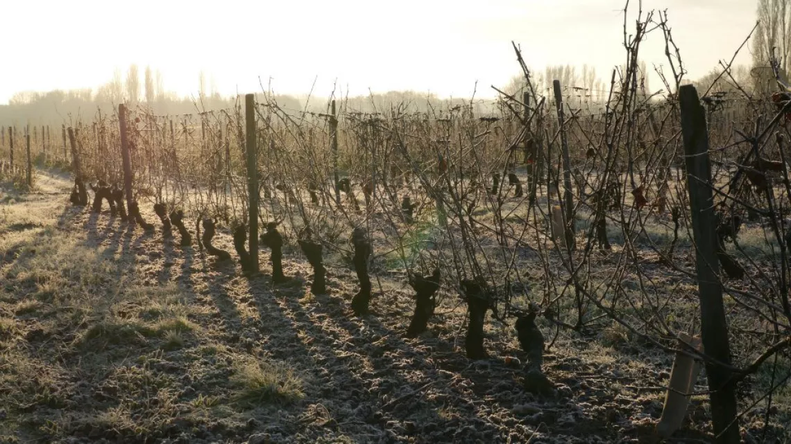 vignes