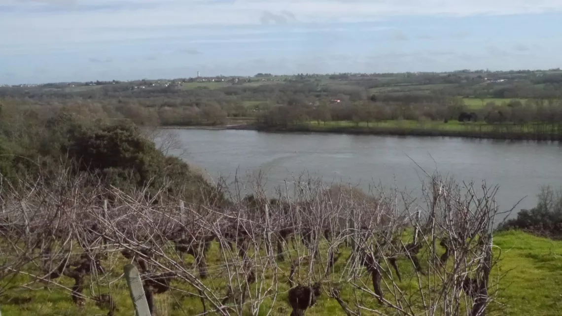 vignes