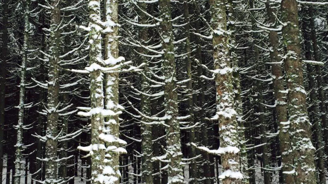 Les sapins enneigés des Vosges
