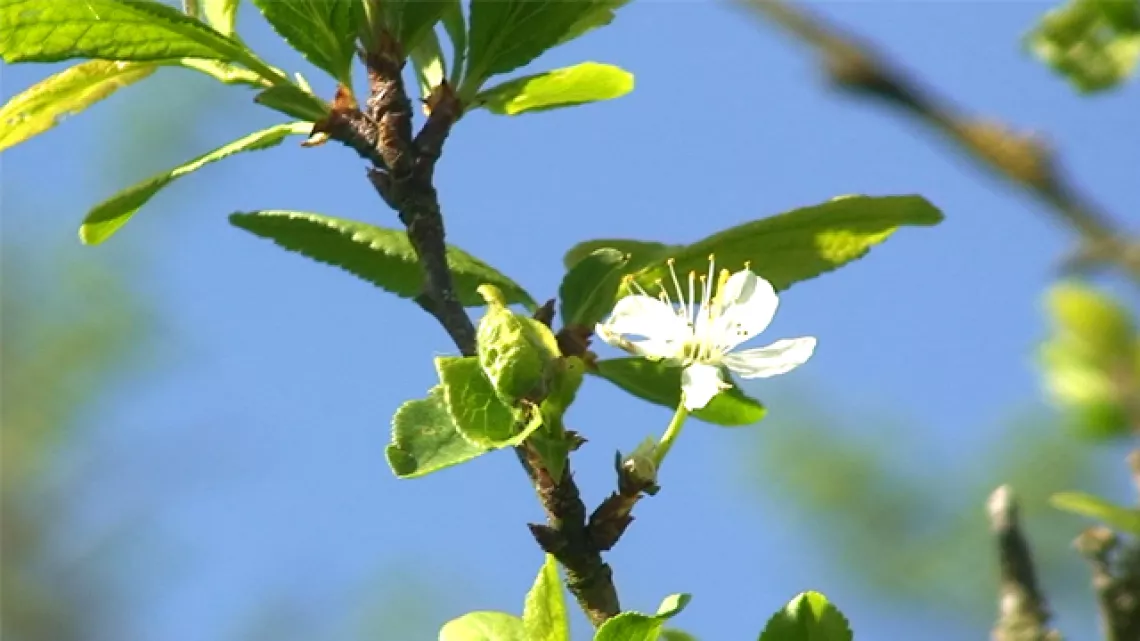 Fleur de mirabellier