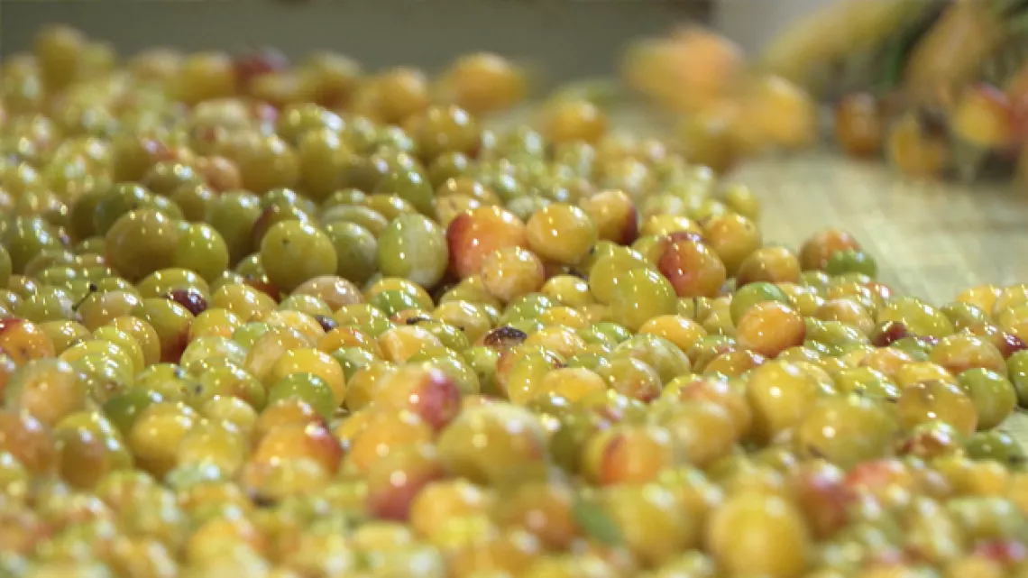 Des mirabelles
