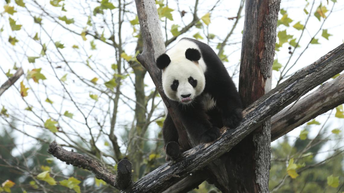 Panda dans Zoo de Beauval 