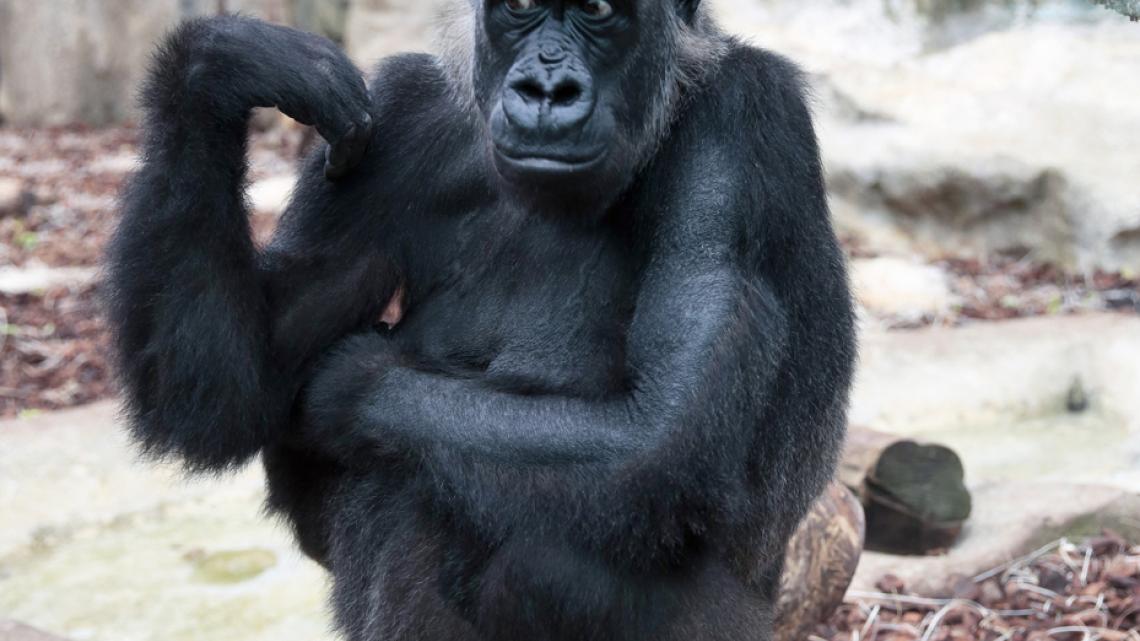 Gorille dans le zoo de Beauval
