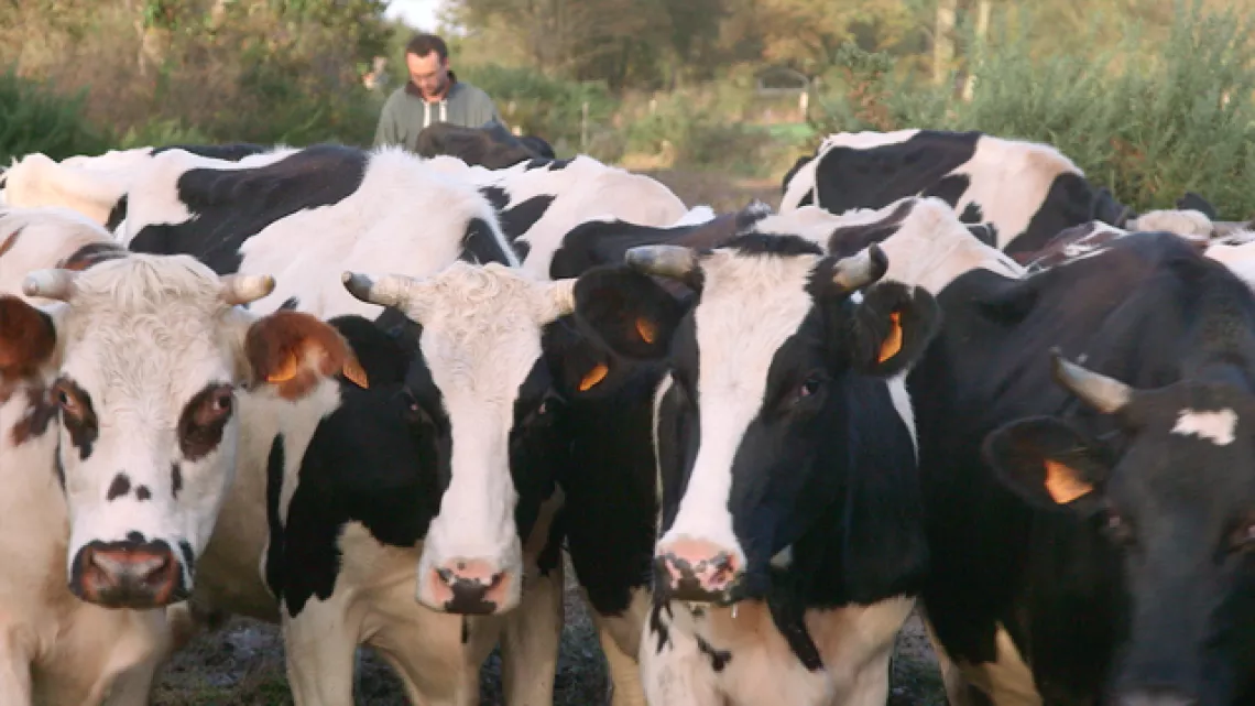 Vaches