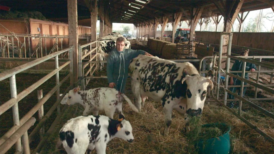 Vaches à l'étable