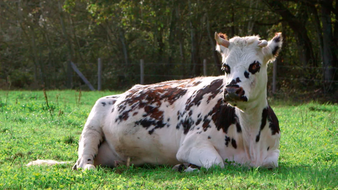 Une vache