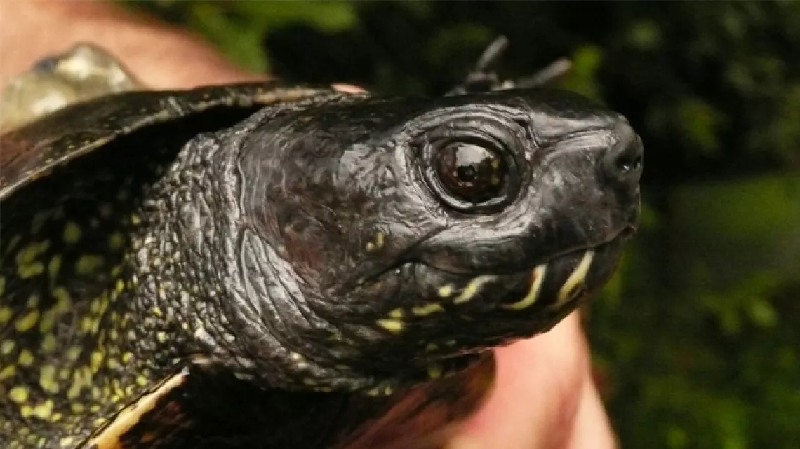 Tortue