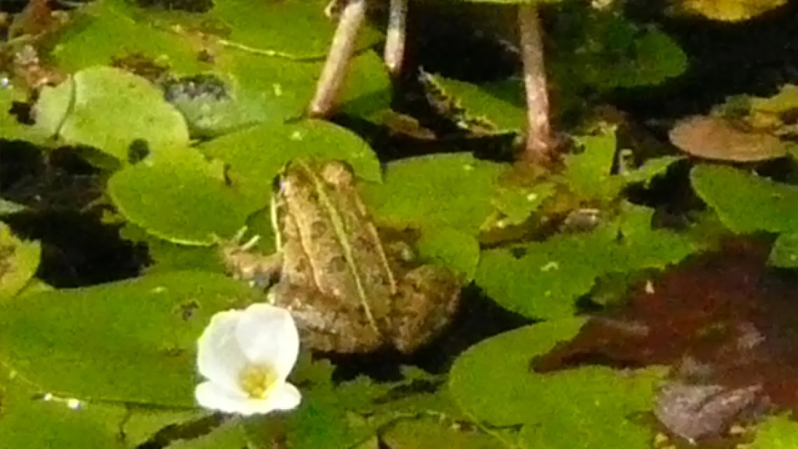 Grenouille