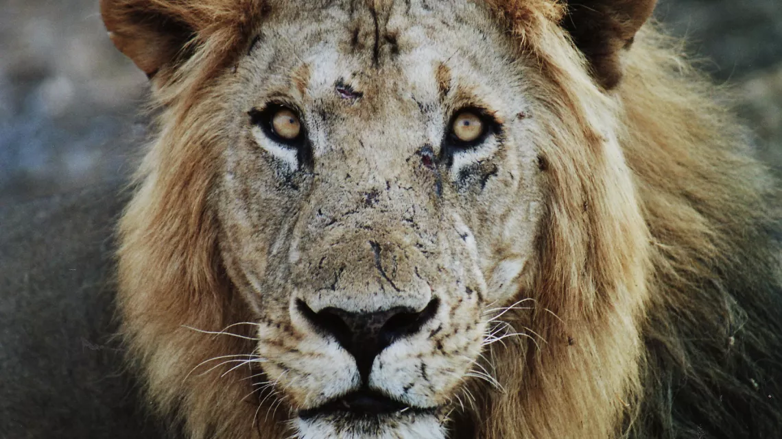 LIONS EN SURSIS