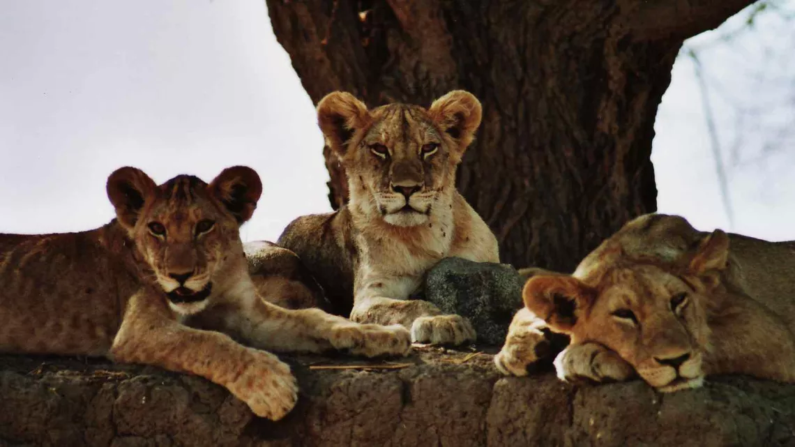 LIONS EN SURSIS