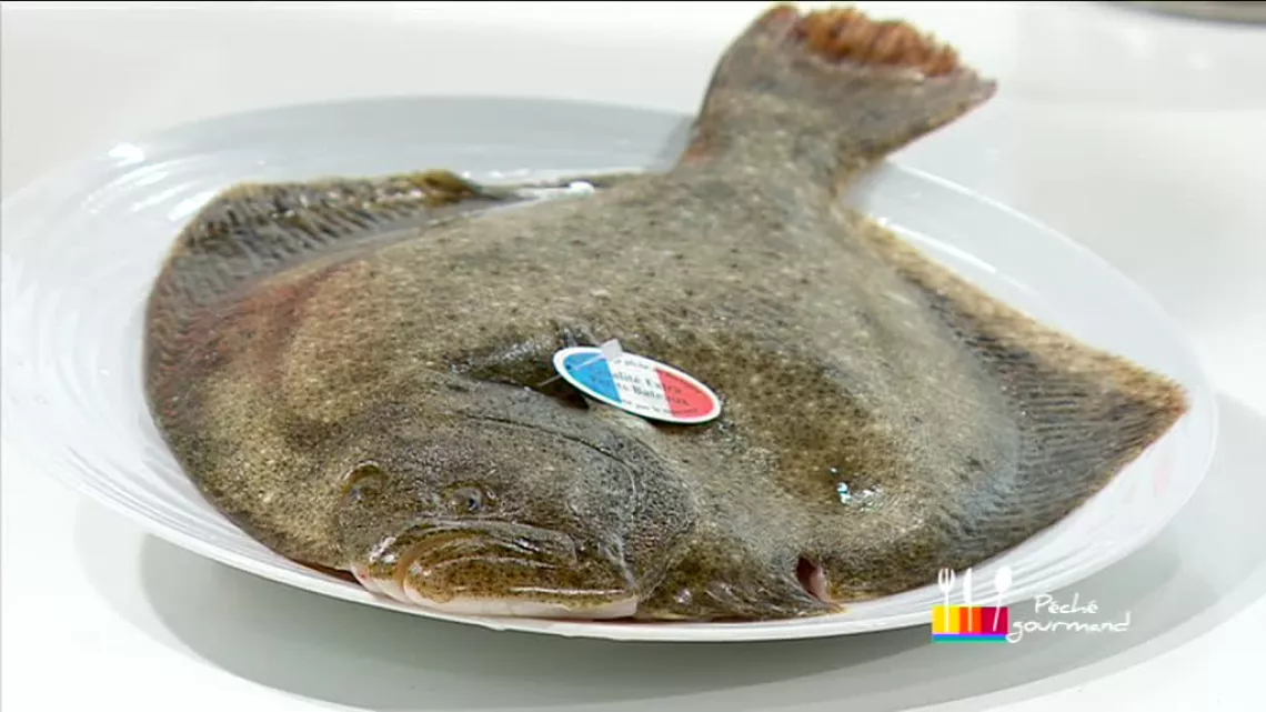 Turbot