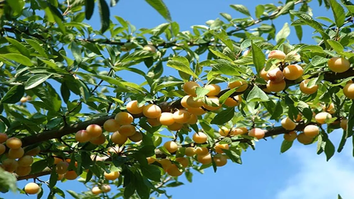 Branche mirabelles