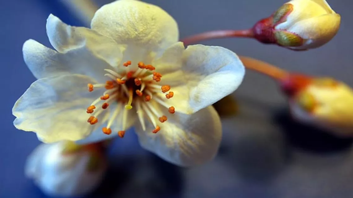 Fleur