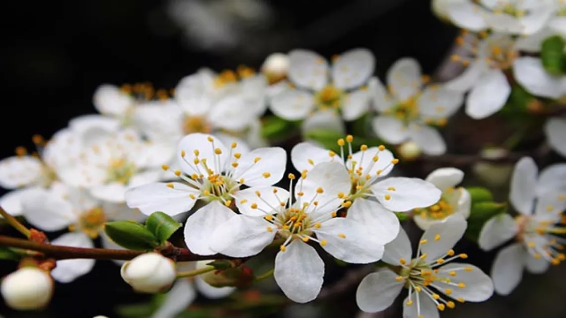Fleurs