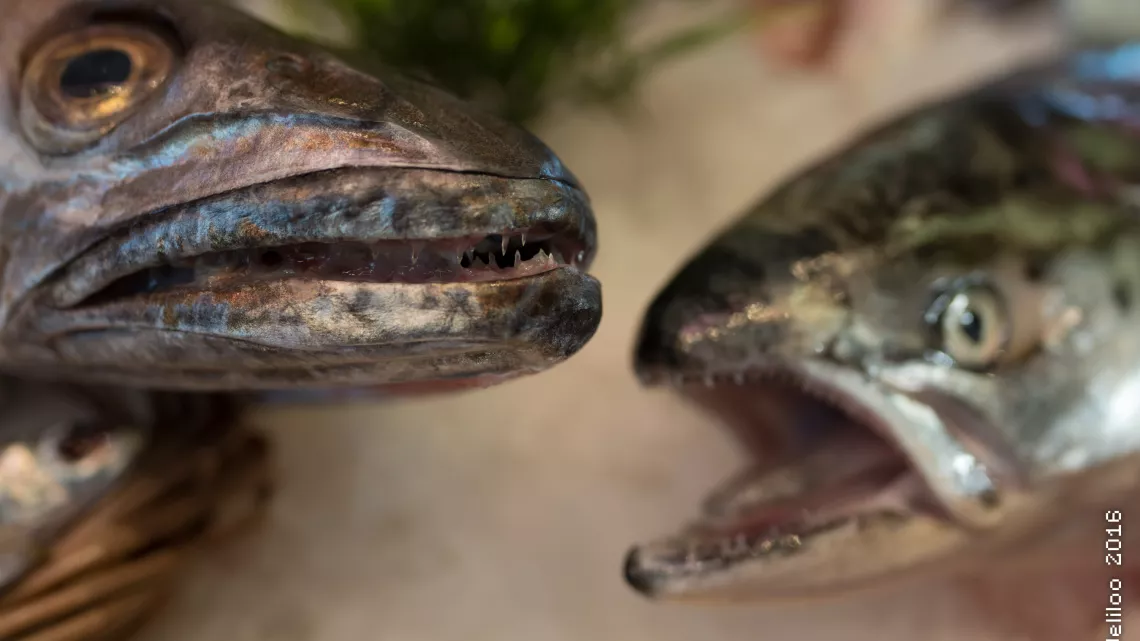 Les Sardines
