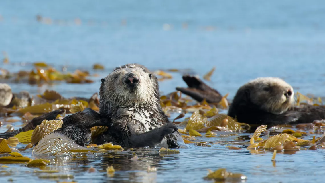 ANIMAUX TROP MIGNONS