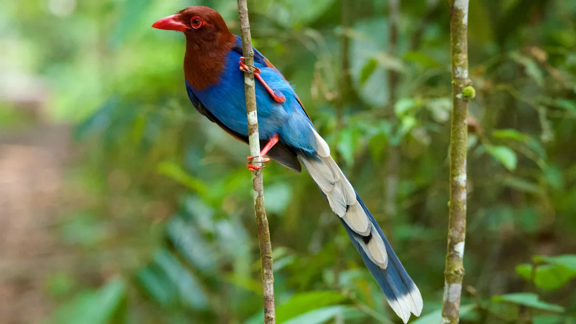 SRI LANKA