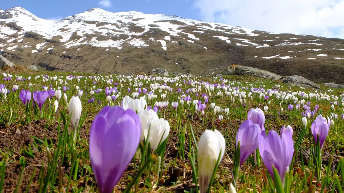 Crocus