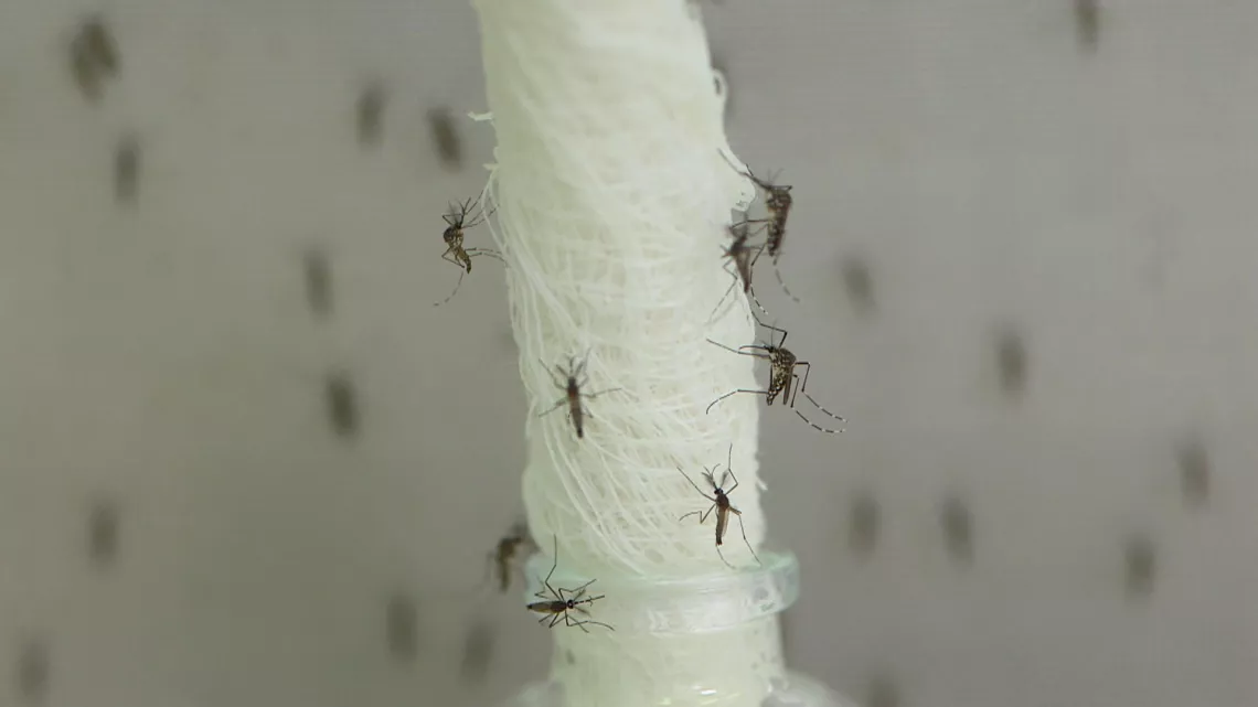 INVASION MOUSTIQUES