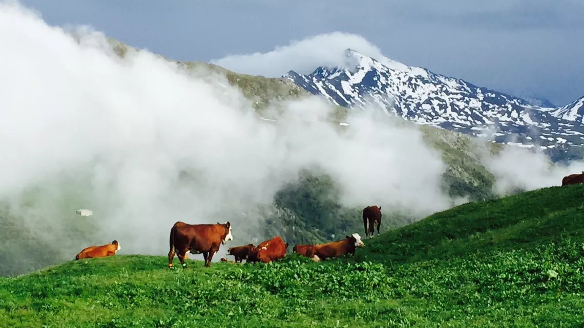 Les vaches dans les alpages