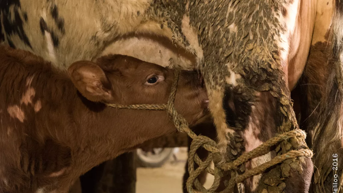 Veau, élevé sous la mère
