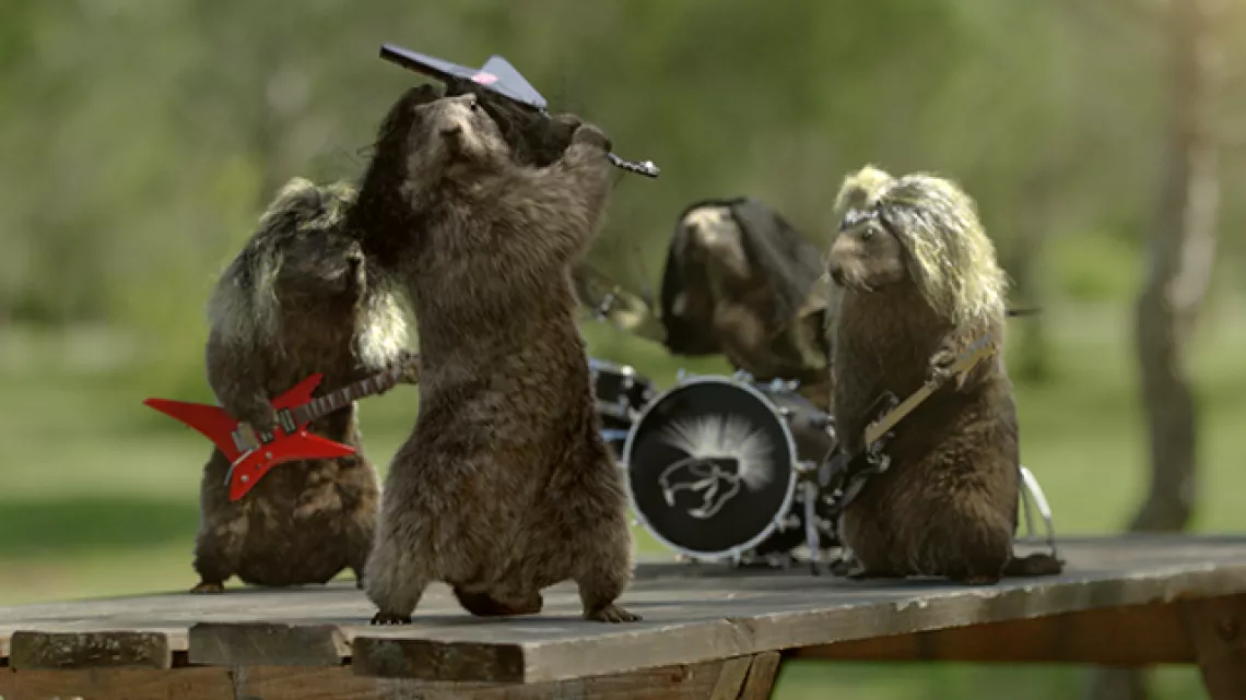 Marmottes rock
