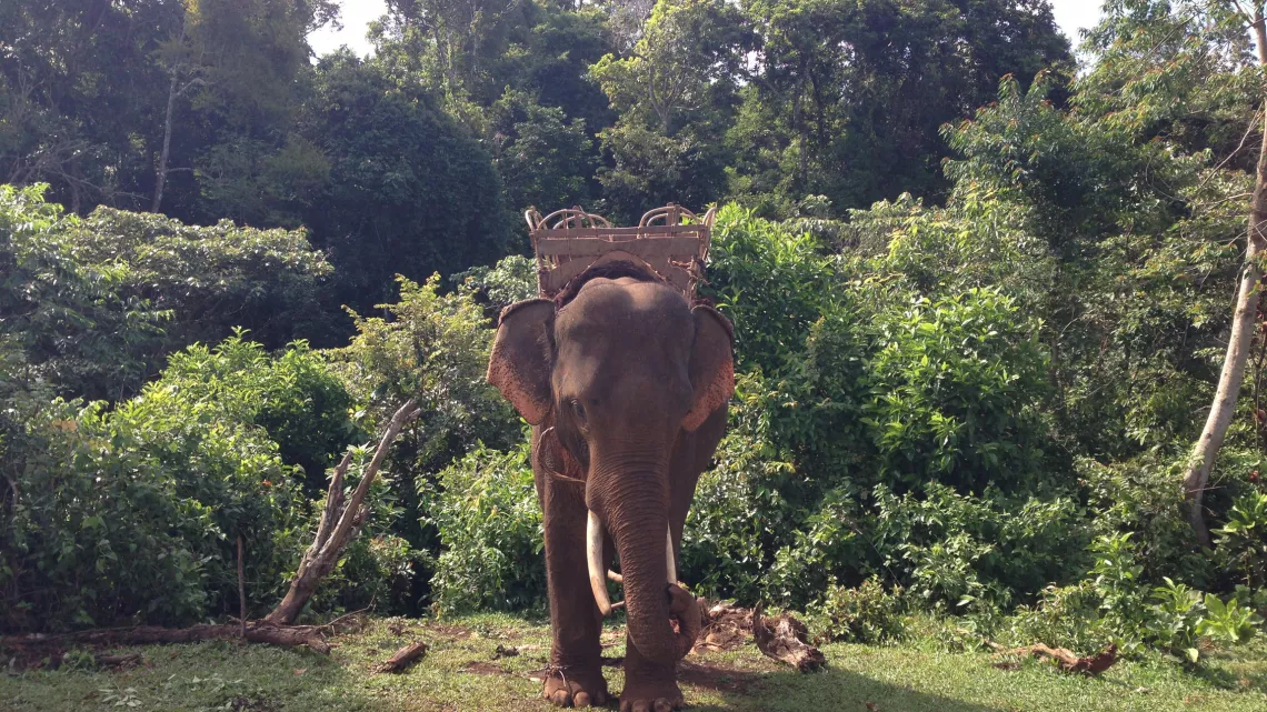 LES DERNIERS HOMMES ELEPHANTS