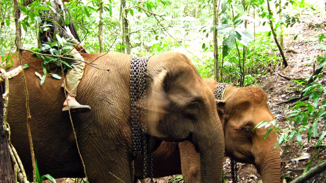 LES DERNIERS HOMMES ELEPHANTS