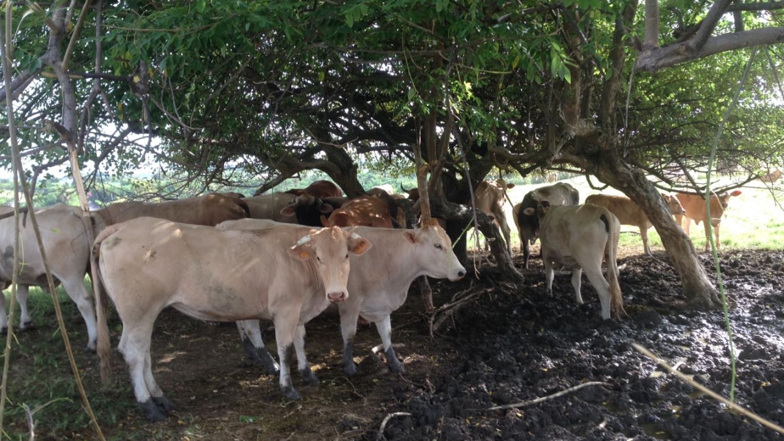 Tournage Place Publique sur la viande bovine en Martinique