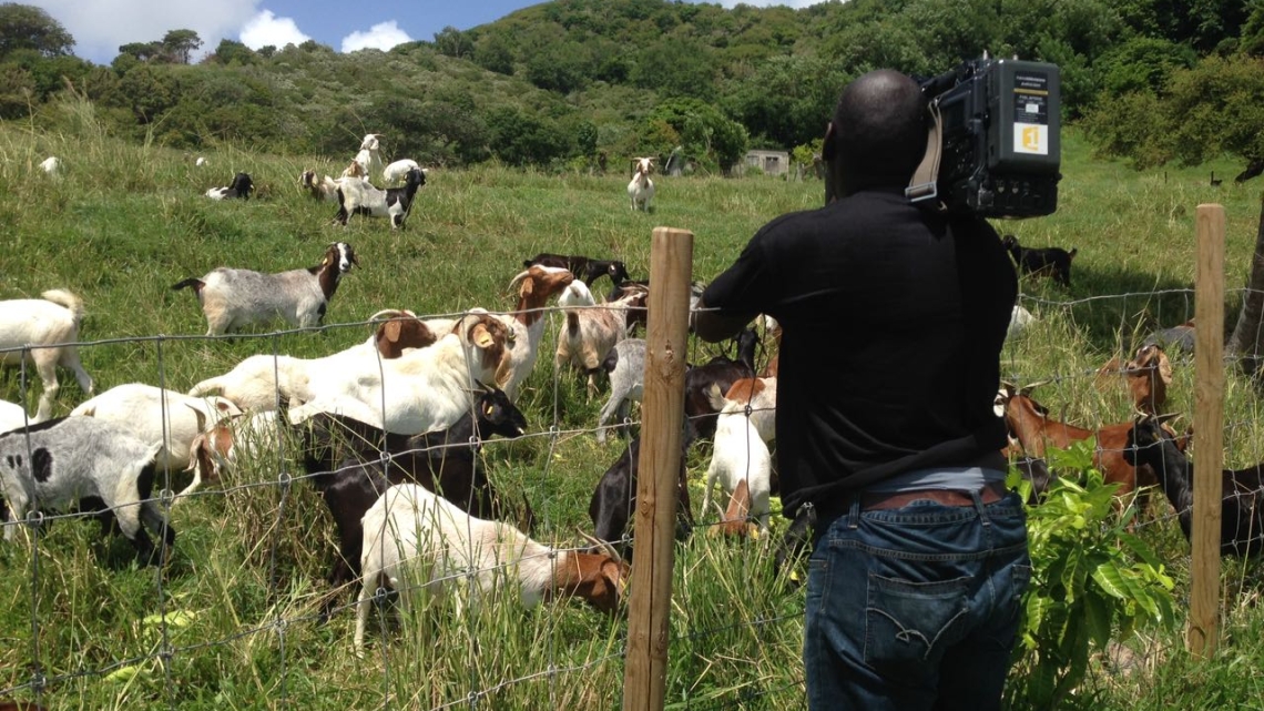 Tournage Place Publique sur la viande bovine en Martinique 