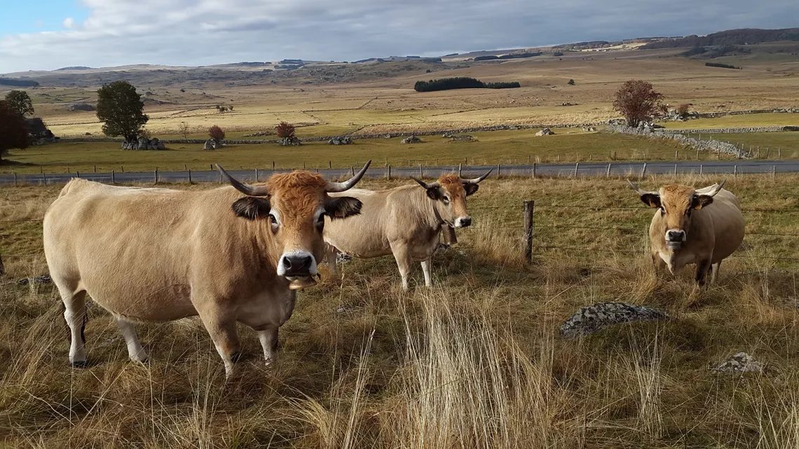 Tournage Aubrac 5