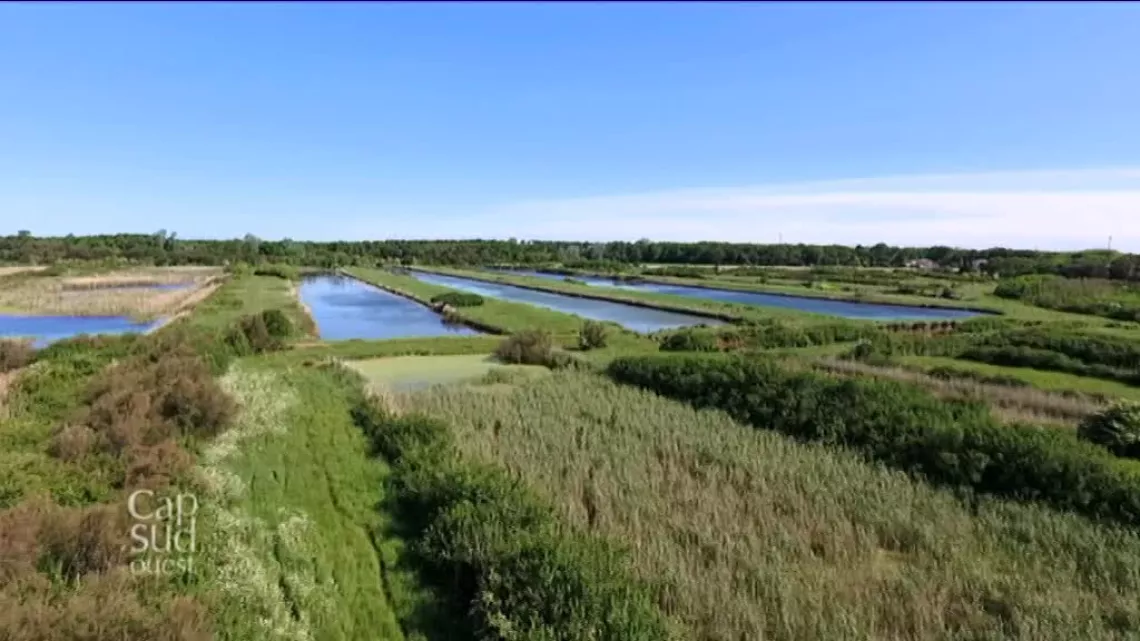 Marais du Logis - Le Verdun-sur-Mer