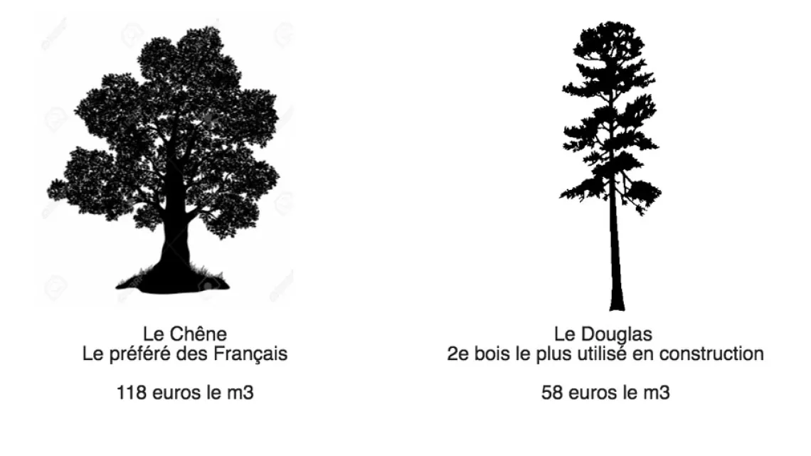 Chêne et Douglas 