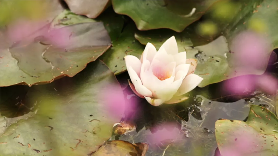 Nénuphar