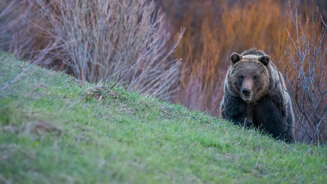 YELLOWSTONE, TERRE D'EXTREME