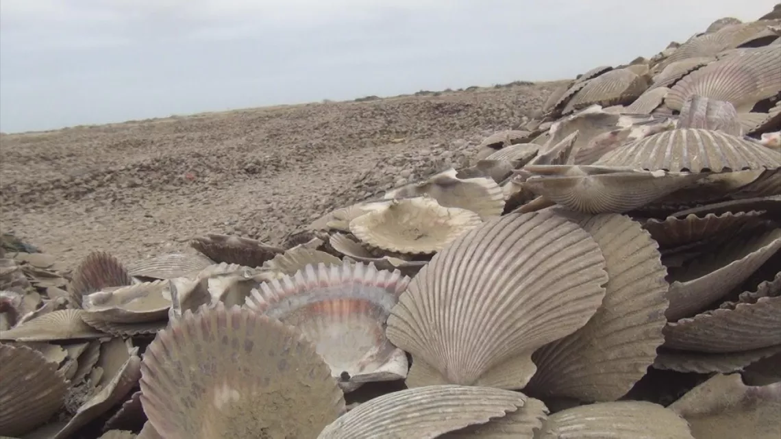 coquilles saint jacques