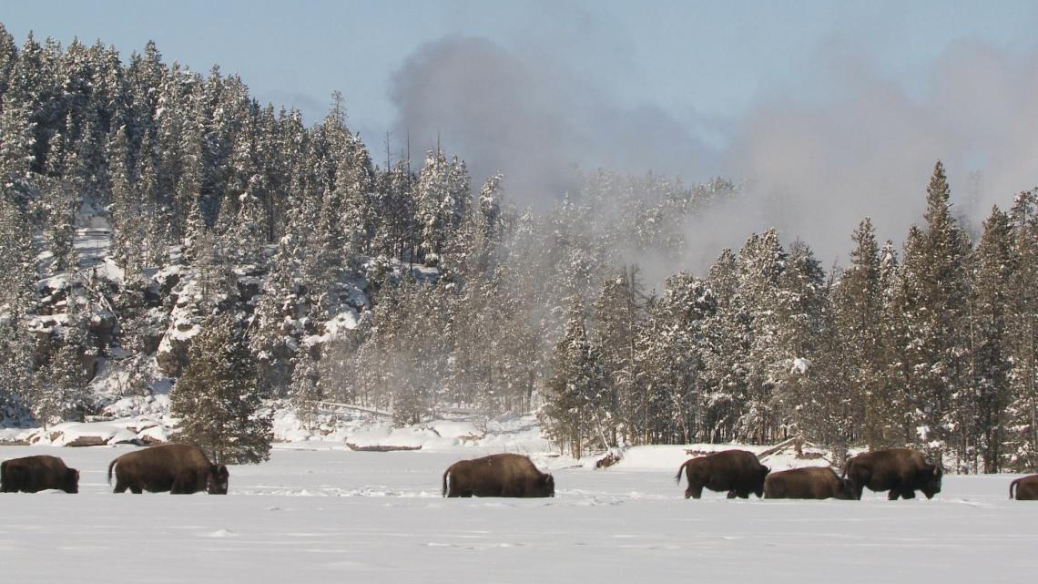 Photo d'un troupeau de bisons marchant en file indienne