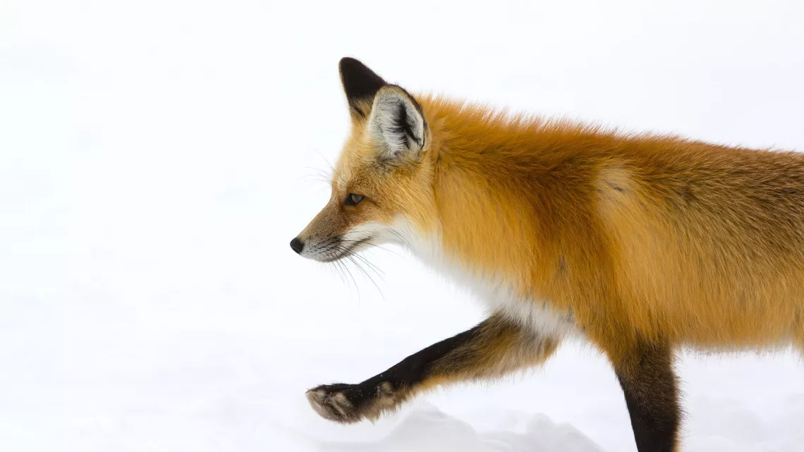 PLANÈTE ANIMALE