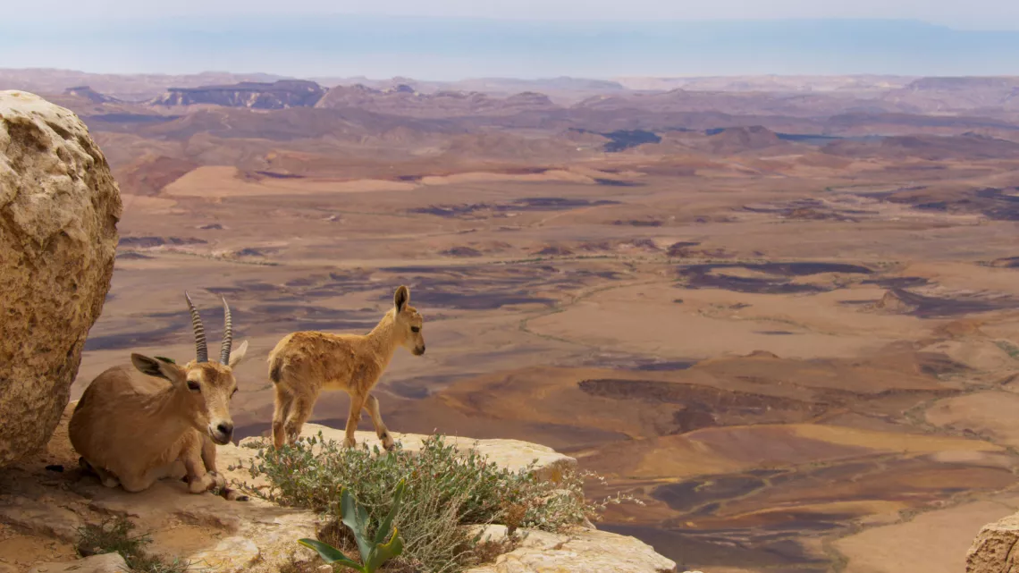 PLANÈTE ANIMALE