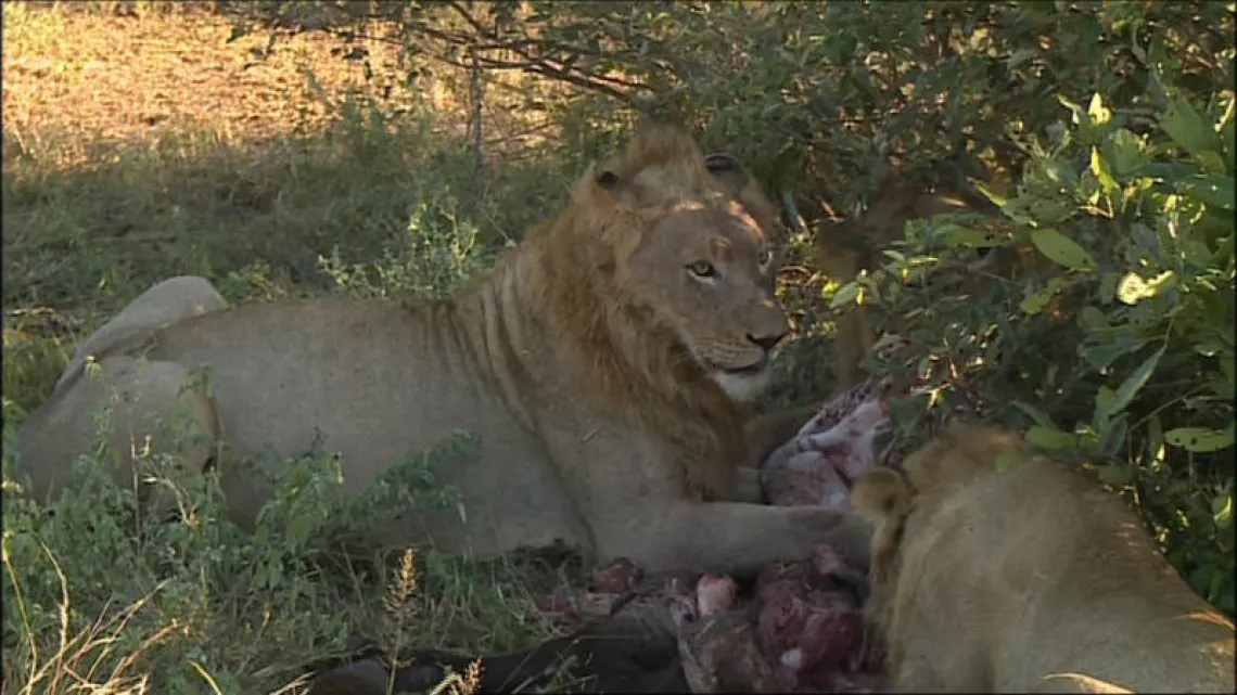 PLANÈTE INVESTIGATION - LE BUSINESS DES SAFARIS