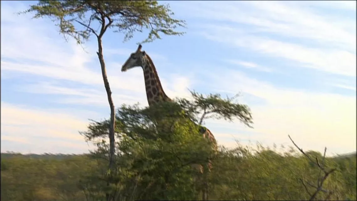 PLANÈTE INVESTIGATION - LE BUSINESS DES SAFARIS