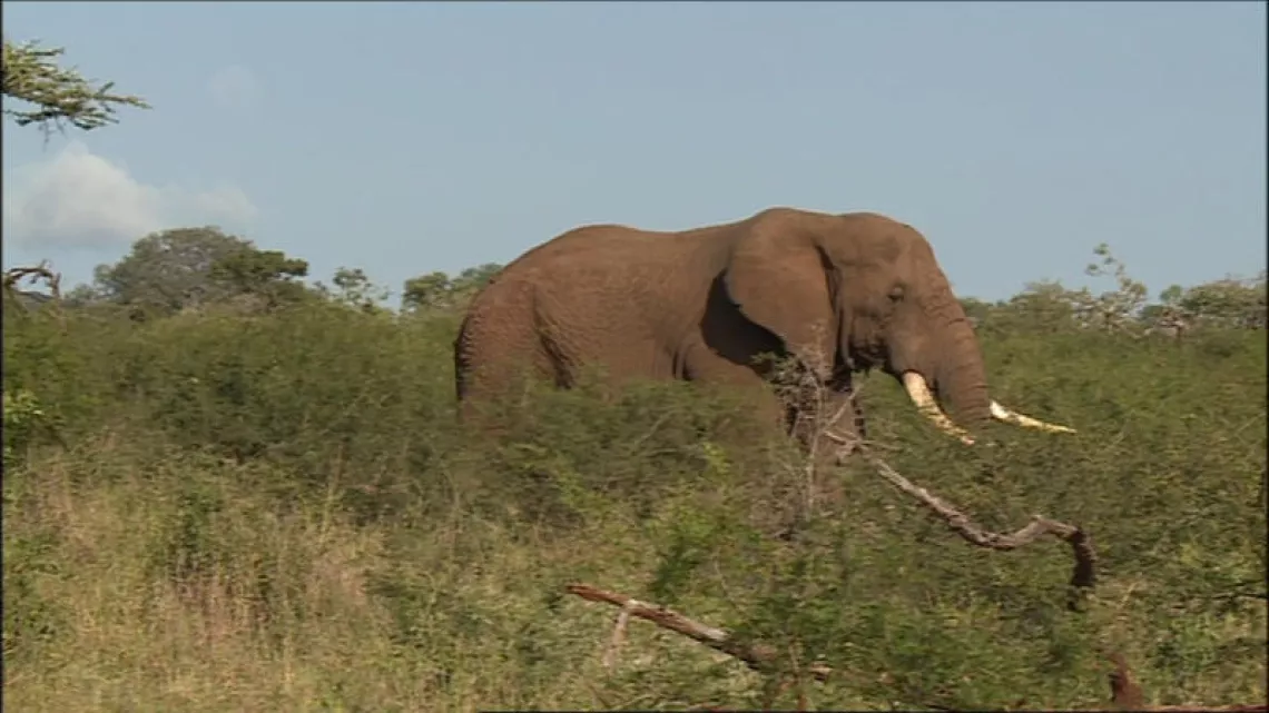 PLANÈTE INVESTIGATION - LE BUSINESS DES SAFARIS