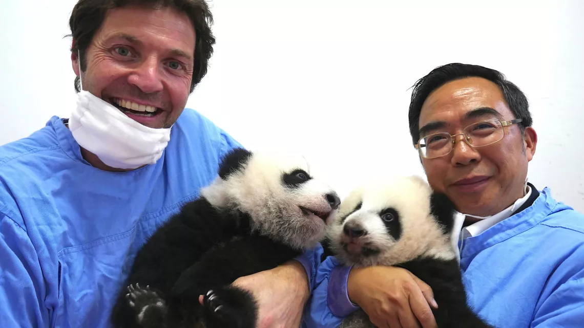 BEBES PANDAS